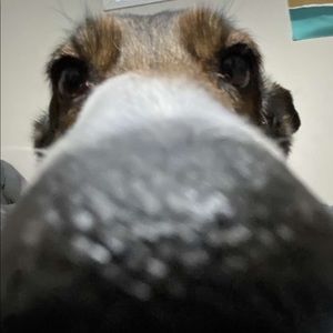 Meet your Posher, Jake